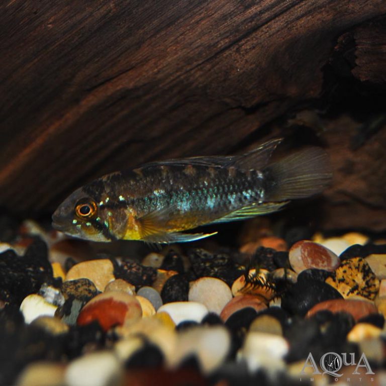 New Fresh Water Livestock 4-4-19