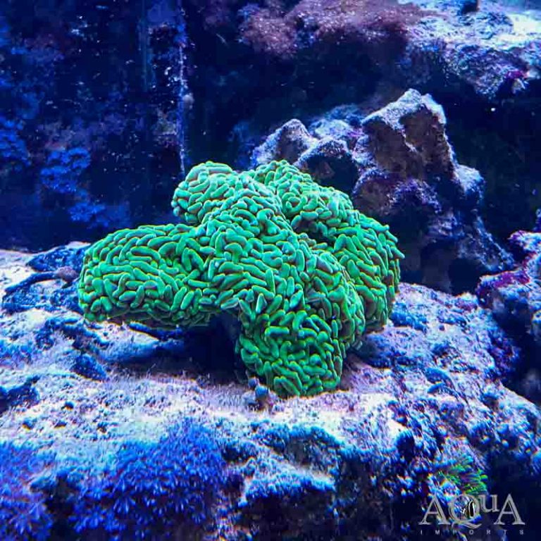 New Salt Water Livestock 10-26-18