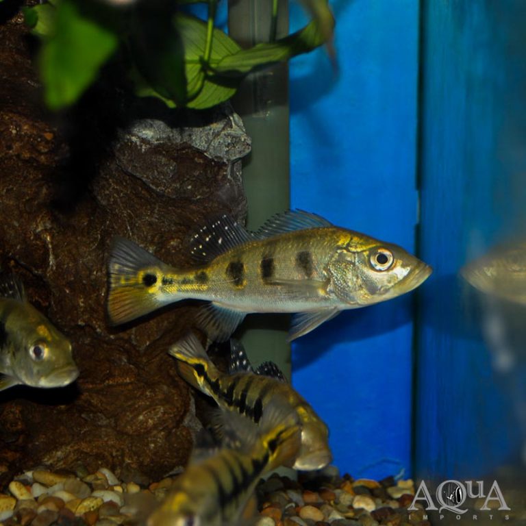 New Fresh Water Livestock 11-28-18