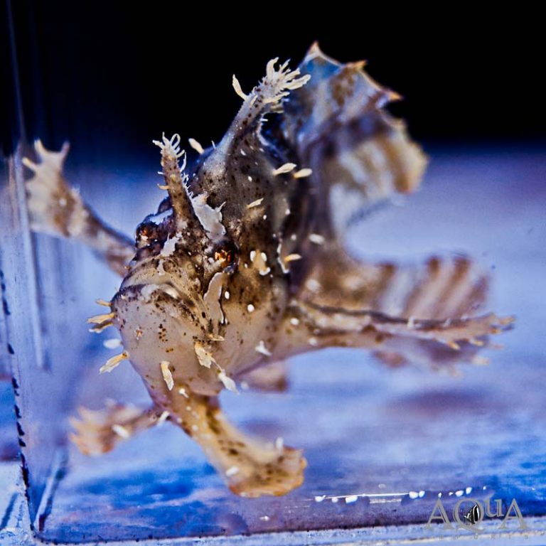 New Salt Water Livestock 11-28-18