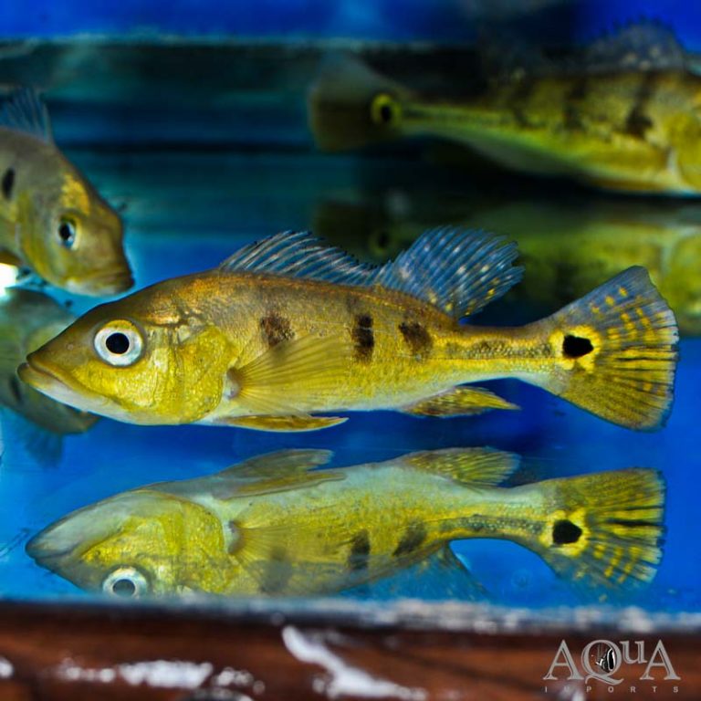 New Fresh Water Livestock 1-16-19