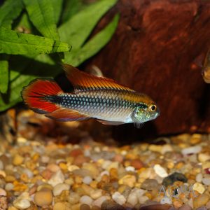 Double Red Agassizi Dwarf Cichlid (Apistogramma agassizi 'double red')