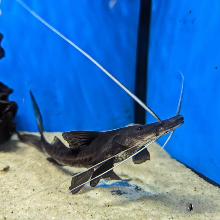 Tabla Barba / Slobbering Catfish (Brachyplatystoma platynemum)
