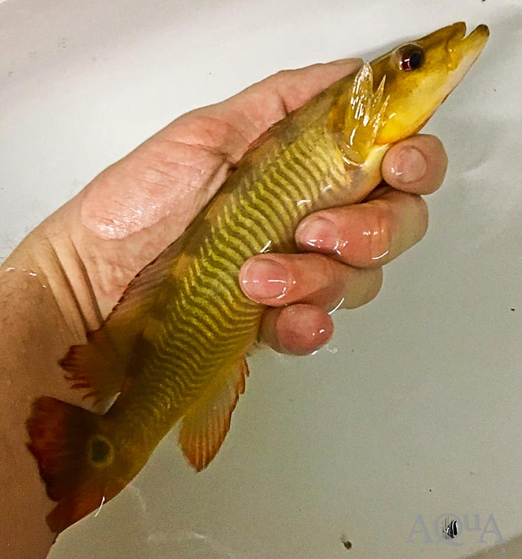 Red Tapajos Pike Cichlid (Lugubria sp. Tapajos I)