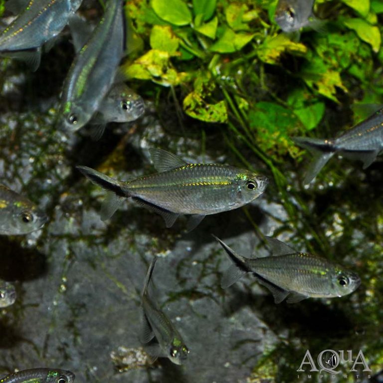New Freshwater Arriving 12-10-20