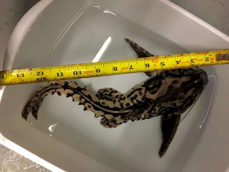 New Fresh Water Livestock 5-9-19