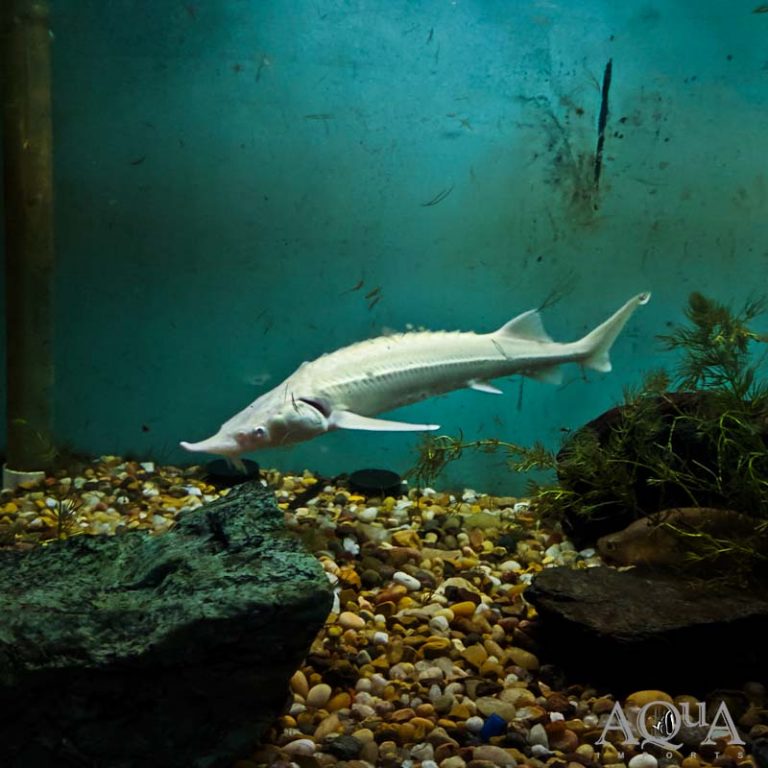 New Fresh Water Livestock 8-22-19