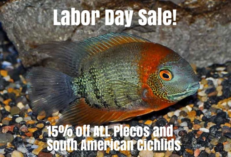 Labor Day Weekend Flash Sale!