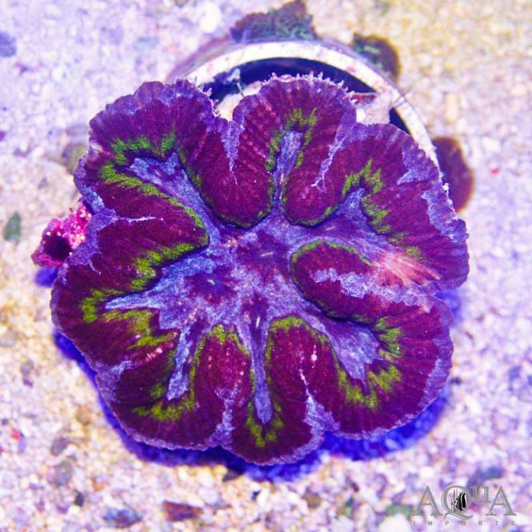 New Australian Coral Shipment 9-19-19