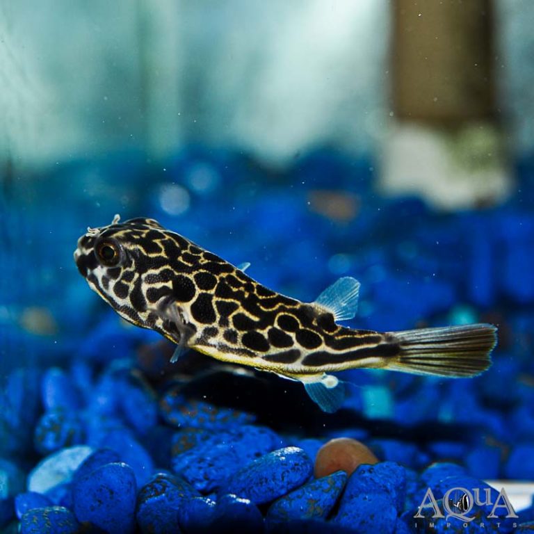New Fresh Water Livestock 10-28-19