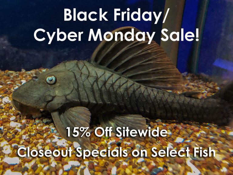 Black Friday/Cyber Monday Online Sale