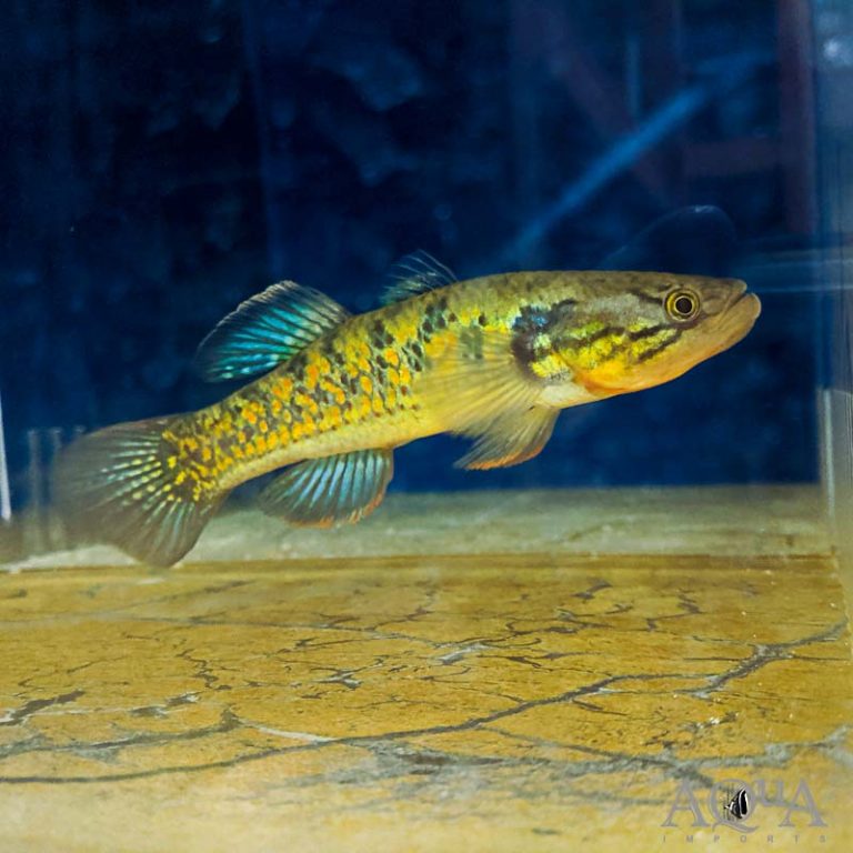 New Fresh Water Livestock 1-9-20