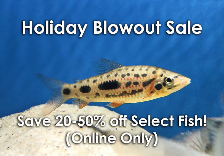 Aqua Imports Holiday Blowout Sale – Save up to 50% Off Select Fish!