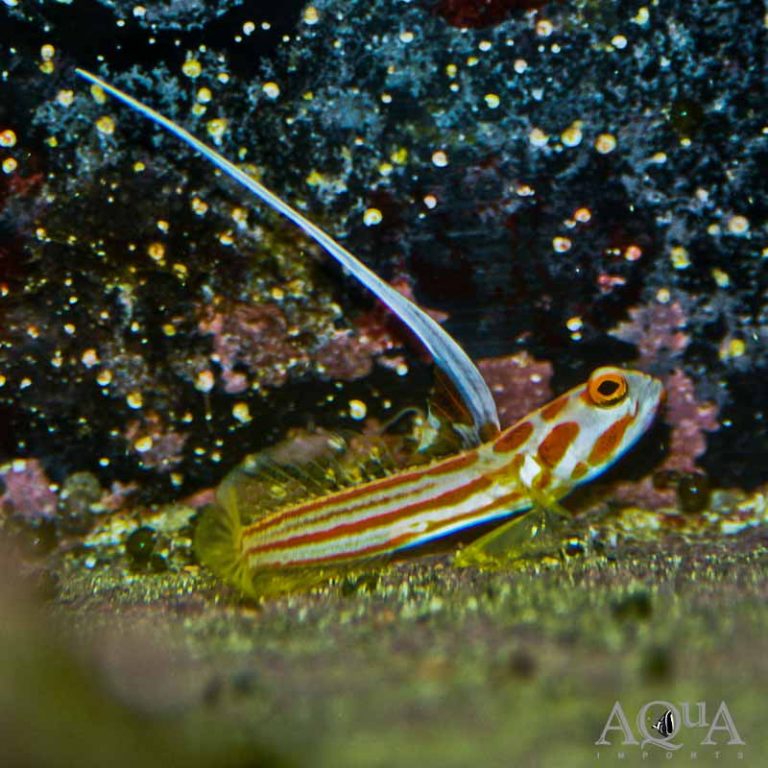 New Salt Water Livestock 1-15-20