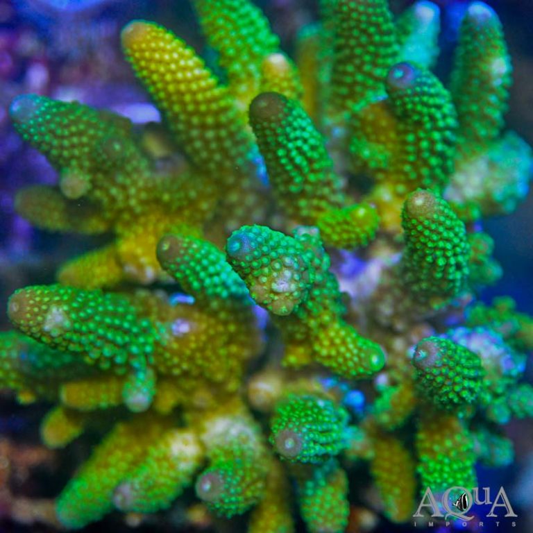 New Salt Water Livestock 2-14-20