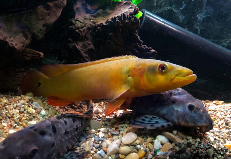 Red Tapajos Pike Cichlid (Lugubria sp. Tapajos I)