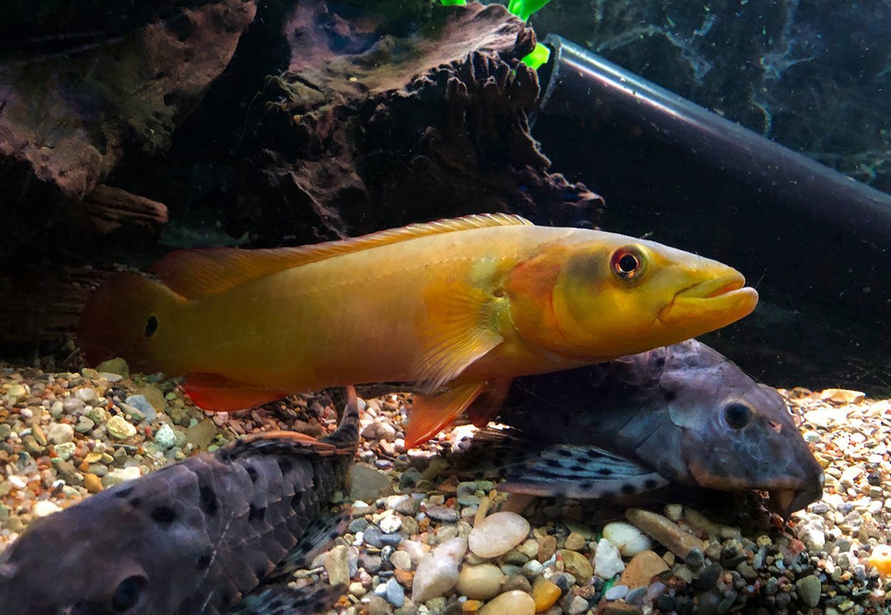 Red Tapajos Pike Cichlid (Lugubria sp. Tapajos I)