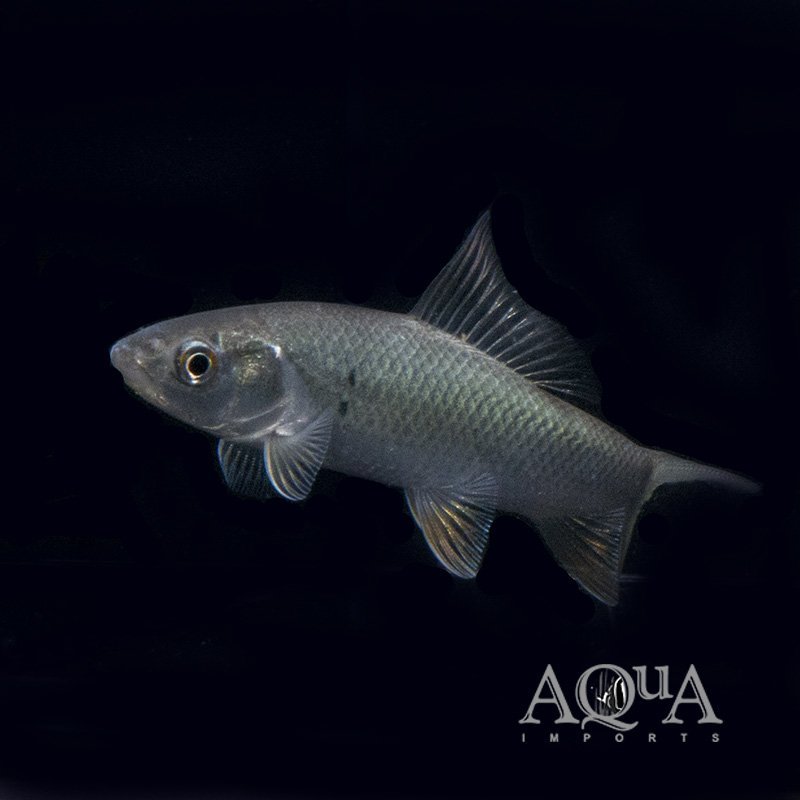 Humphead Carp (Incisilabeo behri)