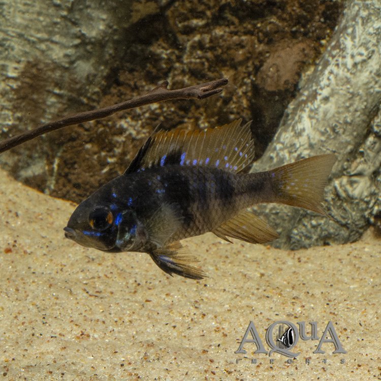 Black Ram (Mikrogeophagus ramirezi 'black')