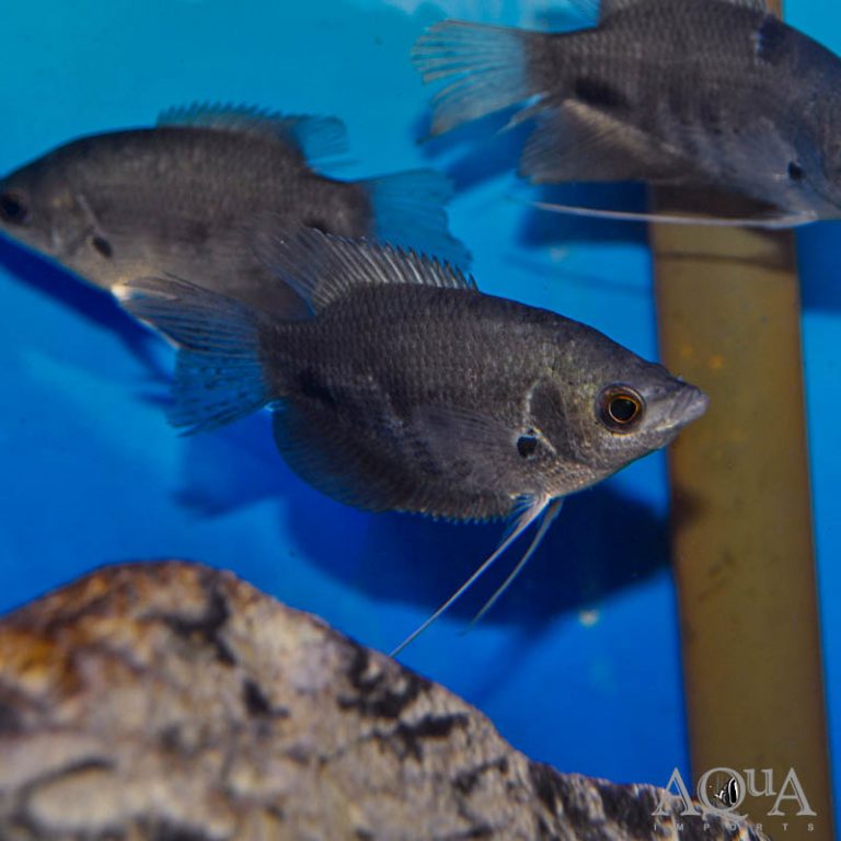 Red Tail Giant Gourami (Osphronemus laticlavius)