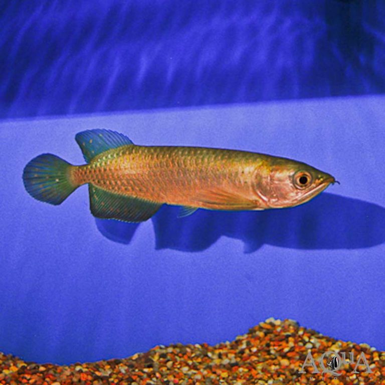 Jardini Arowana (Scleropages jardinii)