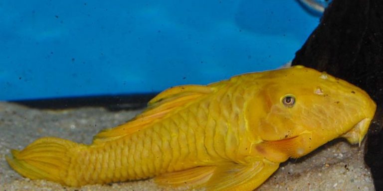 New Freshwater Arriving 08-06-20: Brazil Plecos and More