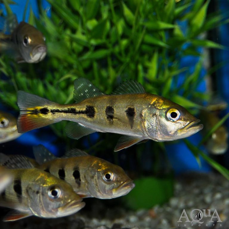 Ocellaris Peacock Bass (Cichla ocellaris)