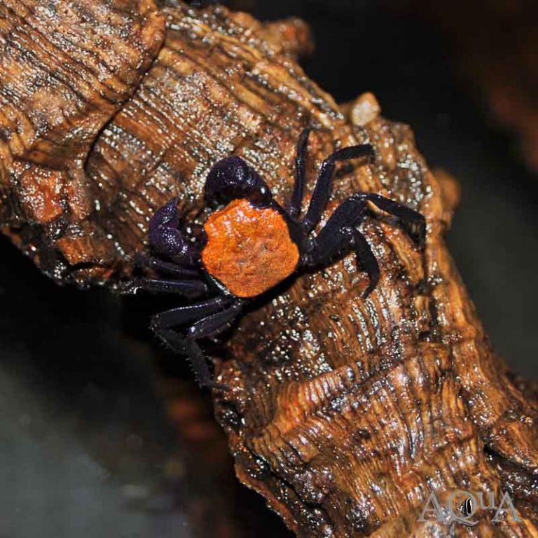 Black Leg Vampire Crab (Geosesarma cf. rouxi)