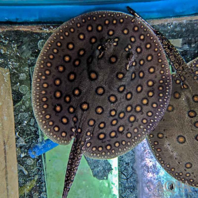 Peru Orange Spot Motoro Stingray (Potamotrygon motoro)