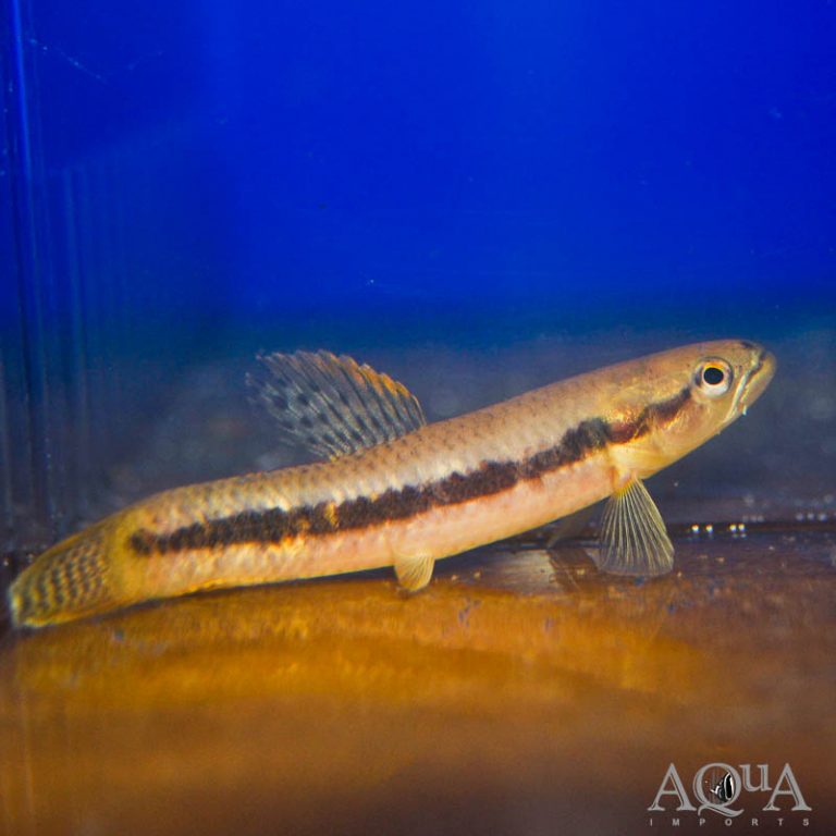 Red Wolf Fish (Erythrinus erythrinus)
