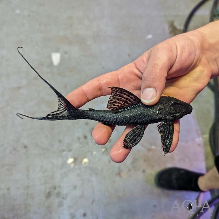 L350 Imperial Pleco Peckoltia Pankimpuju Aqua Imports l350-imperial-pleco-peckoltia-pankimpuju-aqua-imports