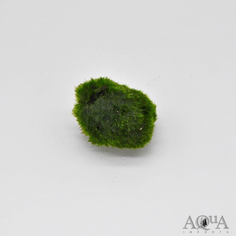 Marimo Moss Ball (Aegagropila linnaei)