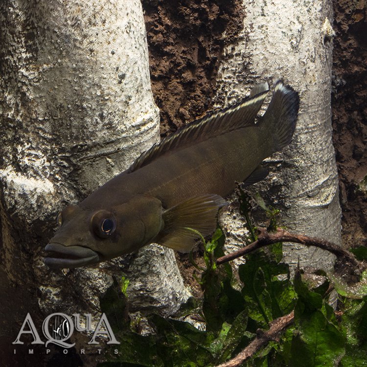 Xingu III Pike Cichlid (Lugubria dandara)