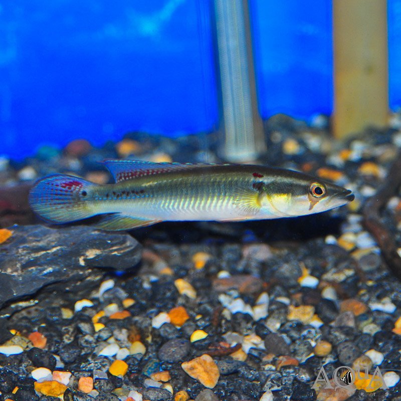 Fire Spot Pike Cichlid (Lugurbria sp. 'Inirida III')