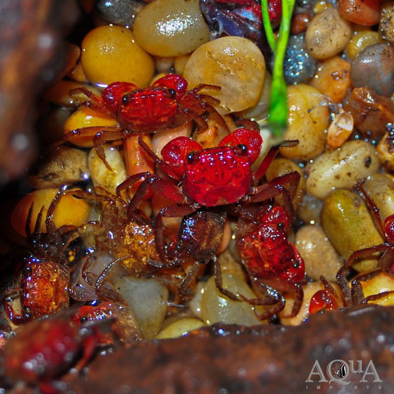 Borneo Blood Red Crab (Geosesarma cf. rathbunae)