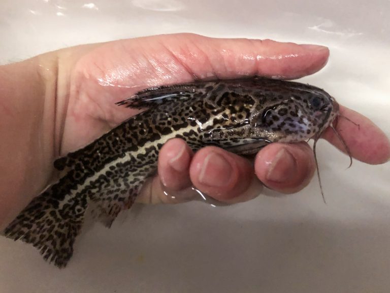 Catfish