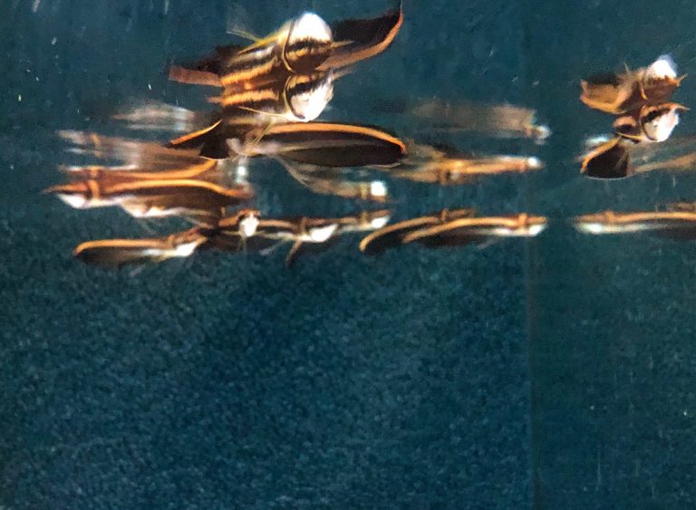 Black Arowana
