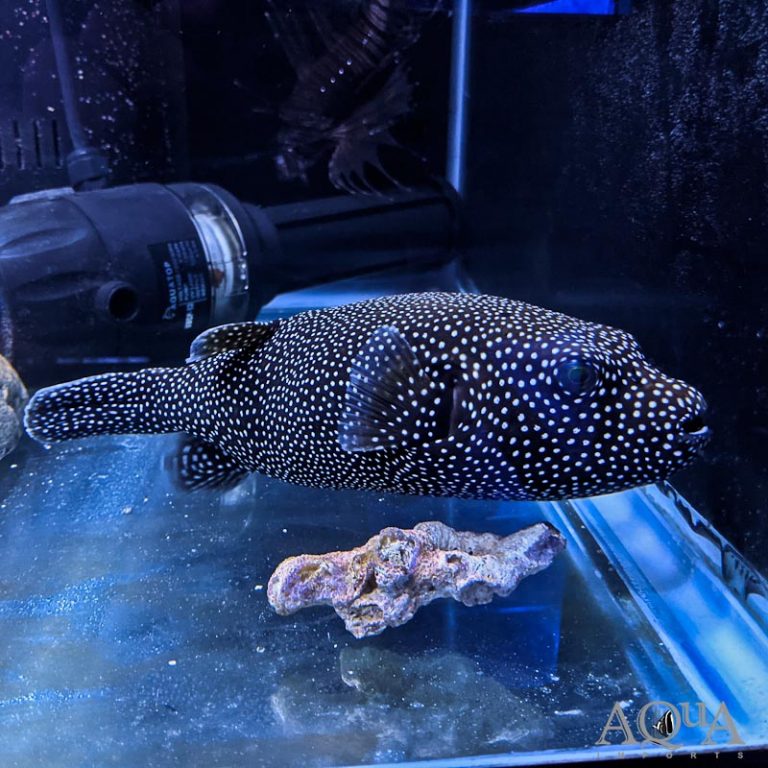 Guineafowl Puffer (Arothron meleagris)