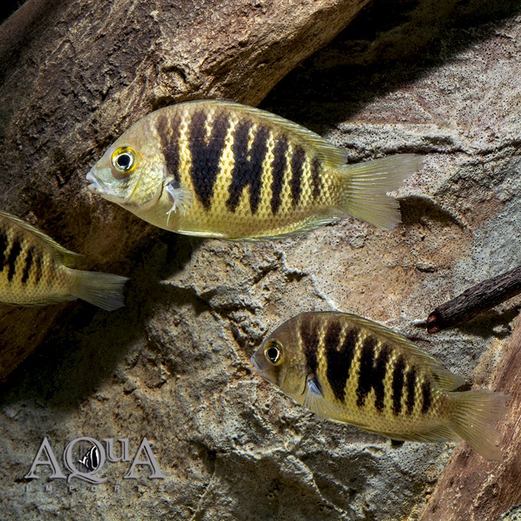 Canara Pearlspot Cichlid (ETROPLUS CANARENSIS)