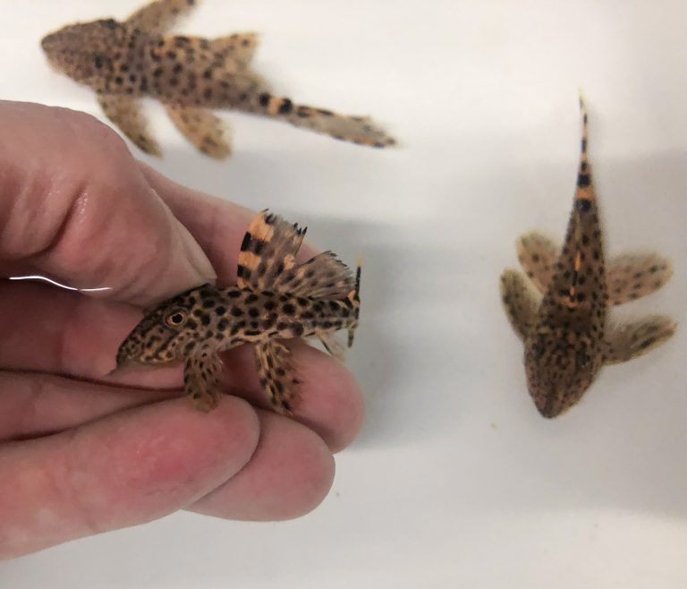 New Freshwater Fish Arrived 8-5-21
