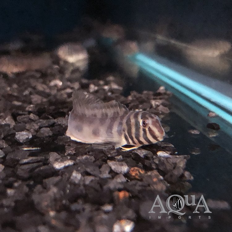 New Freshwater Fish Arrived 8-12-21