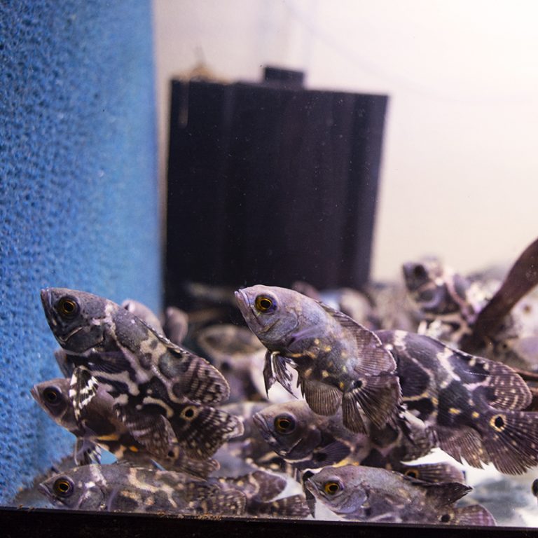 New Freshwater Arrived 12-2-21