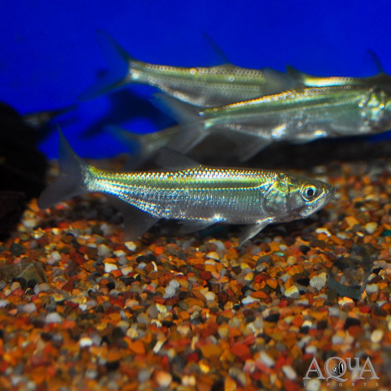 Atlantic Freshwater Tarpon (Megalops atlanticus)