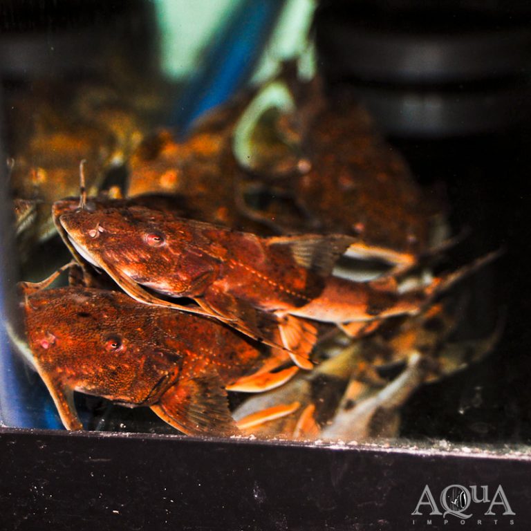 New Freshwater Stock 10/19/23
