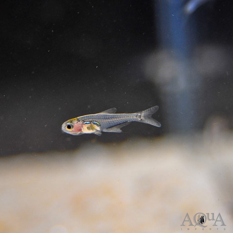Dwarf Glass Tetra (Cyanogaster cf. noctivaga)