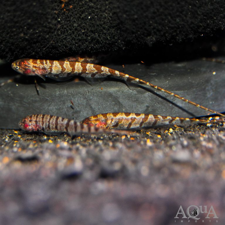 Dwarf Centipede Knifefish (Hypopygus cf. lepturus)
