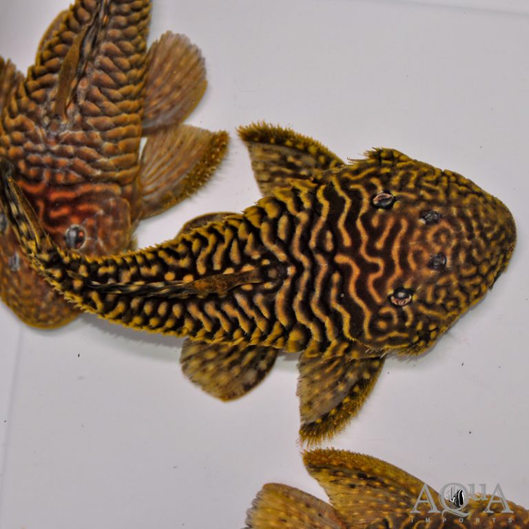 LDA046 Wormline Chubby Pleco (Parancistrus sp. "Wormline")