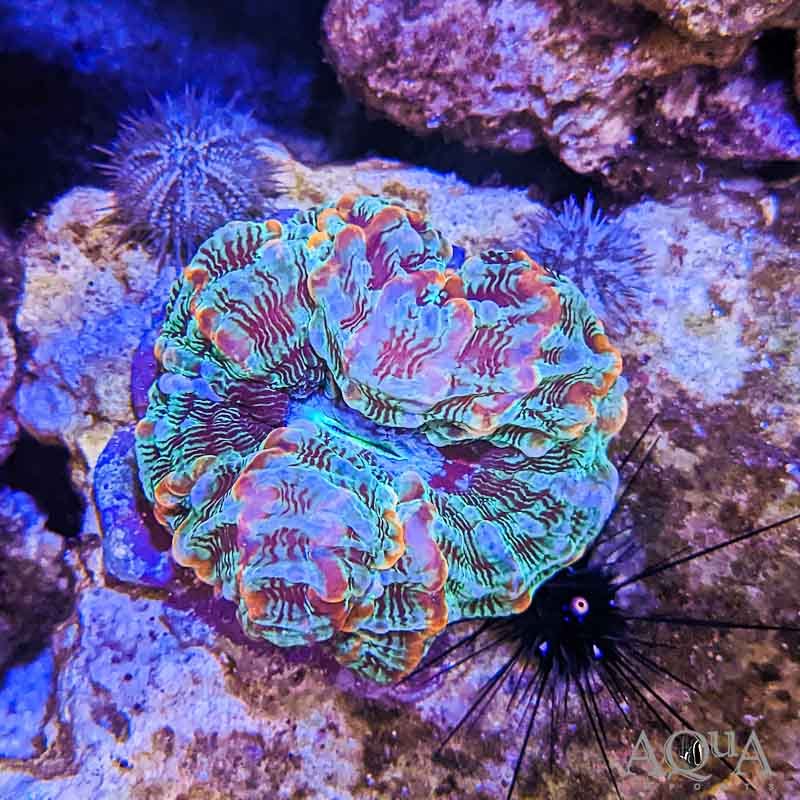 Rainbow Cynarina