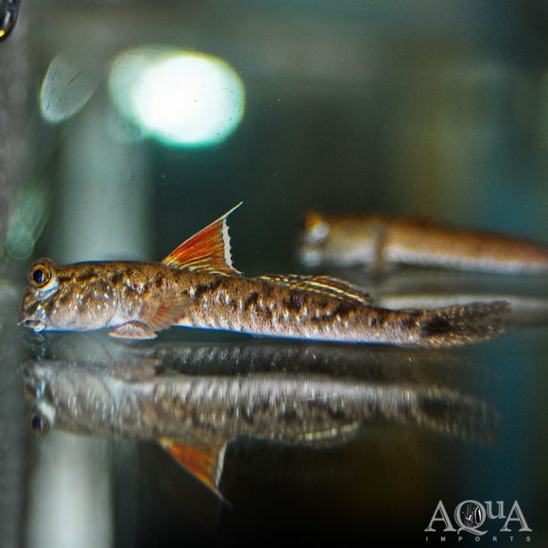 Indian Dwarf Mudskipper (Periophthalmus novemradiatus)