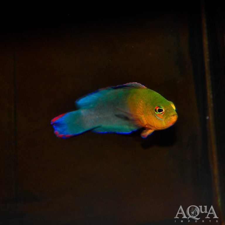 Dilectis Dottyback (Pseudochromis dilectus)